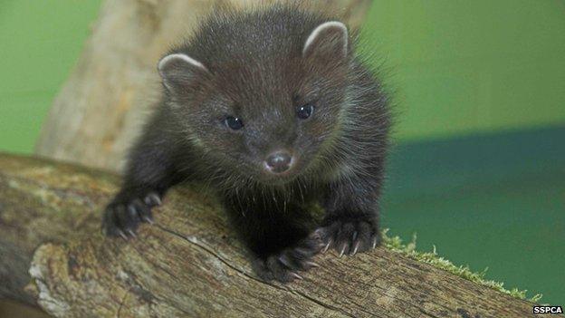 Pine Marten