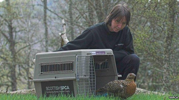 Capercaillie released