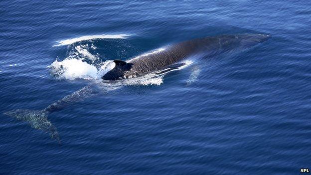 Antarctic minke whale