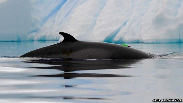 Antarctic Minke whale