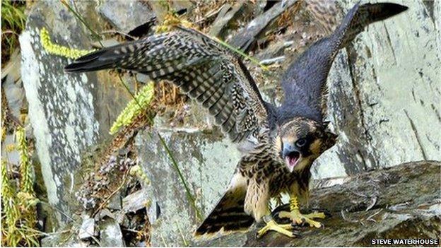 Peregrine chick at Plymbridge Woods (Pic: Steve Waterhouse)