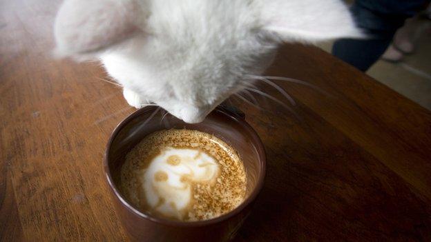 Cat drinking cat-achino