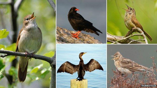 A composite image of several birds imported to the US