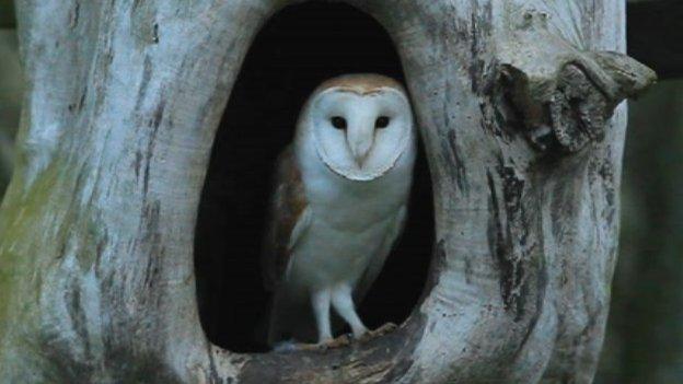 Barn owl