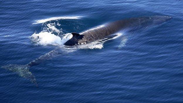 Antarctic minke whale