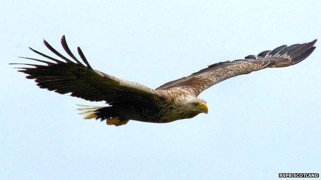 White tailed sea eagle