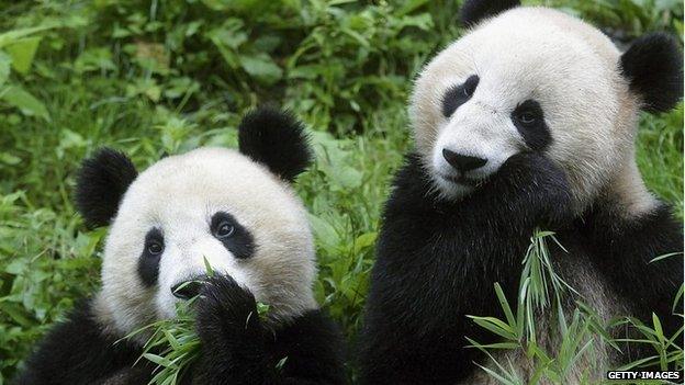 Two giant pandas eat bamboo at the China Wolong Giant Panda Protection and Research Center in 2005 in Wolong of Sichuan Province, southwest China.