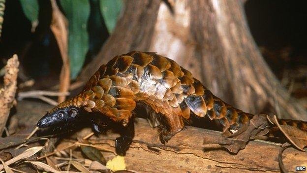 Picture of a pangolin