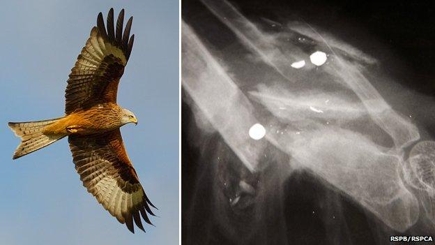 Red kite in flight and x-ray of injured bird's wing