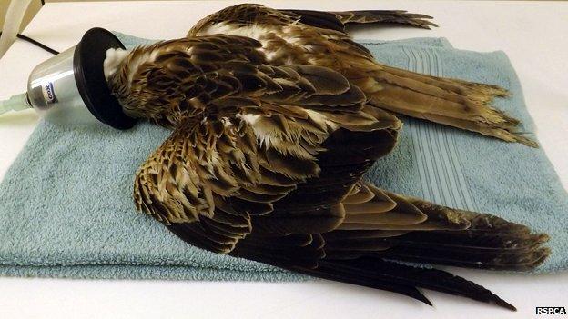 Injured Red Kite at RSPCA hospital in East Winch