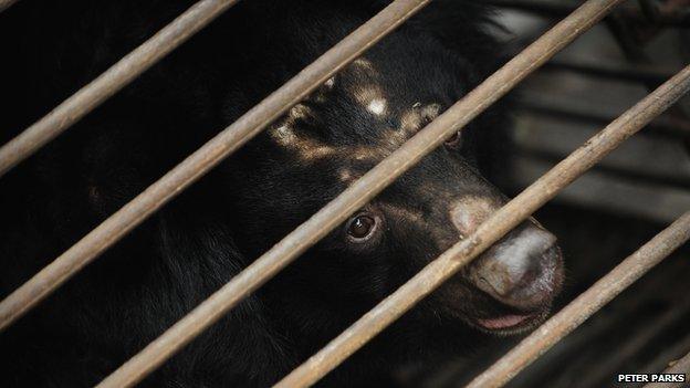 An Asian black bear waits to be moved from a truck after being rescued from a bear bile farm in Chengdu on February 6, 2009.