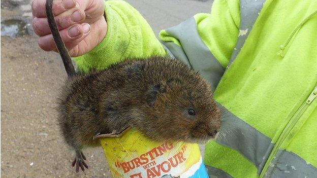 Water vole