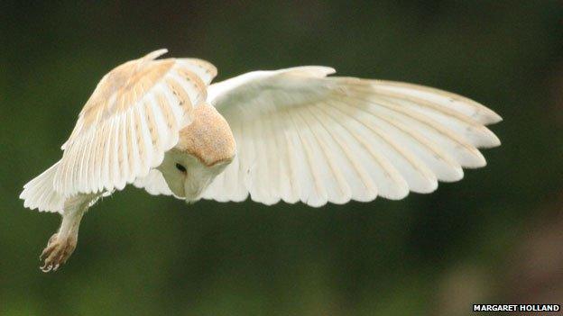 Barn owl