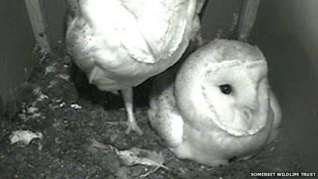 Owl webcam