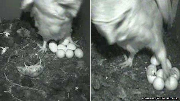 Barn Owl webcam