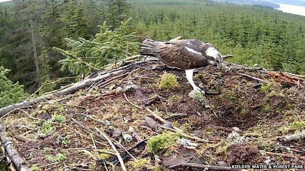 Osprey nest