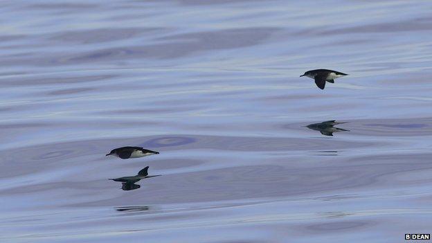 Manx Shearwater, Skokholm