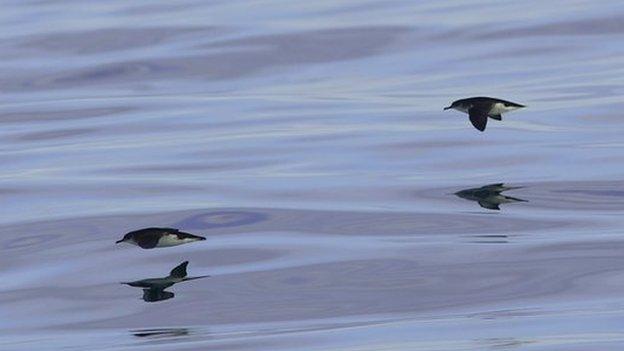 Manx Shearwater, Skokholm