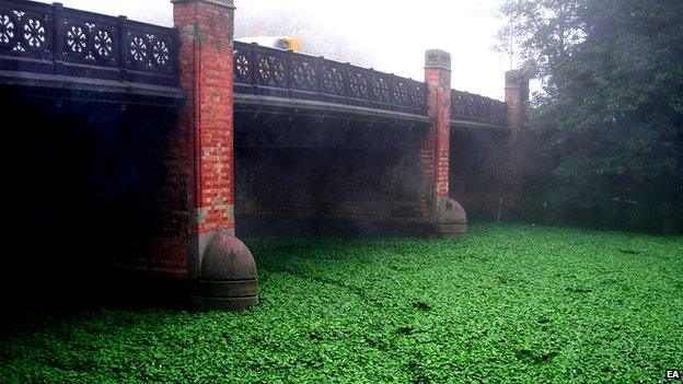 Floating pennywort