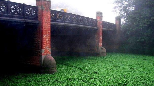 Floating pennywort