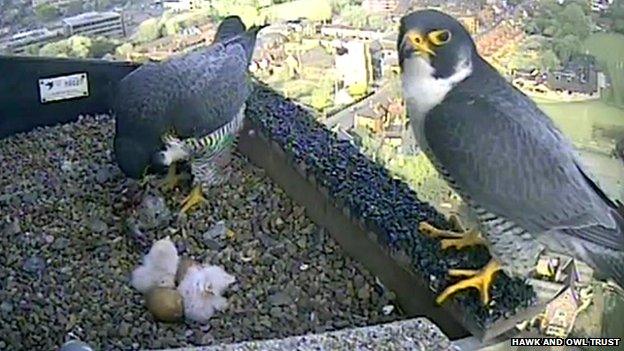 Peregrine falcons with chicks at Norwich Cathedral