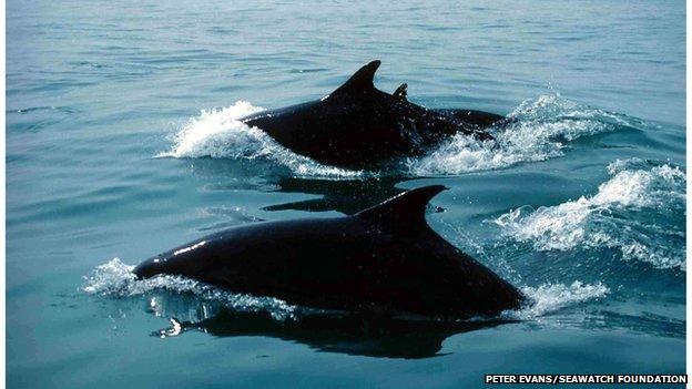 Dolphins swimming in Cardigan Bay