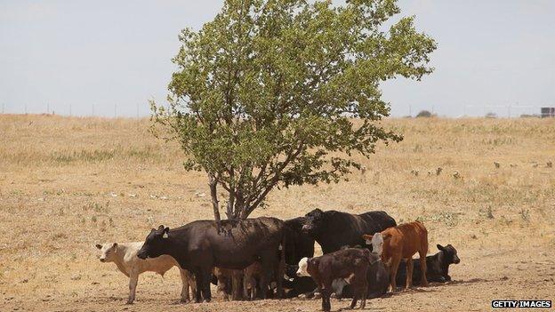 Cattle use a tree for shade as temperatures rose above 100 degrees in a pasture near Canadian, Texas 28 July 2011