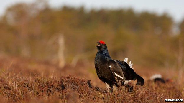 Black Grouse