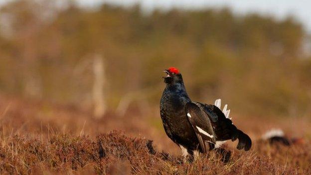 Black Grouse