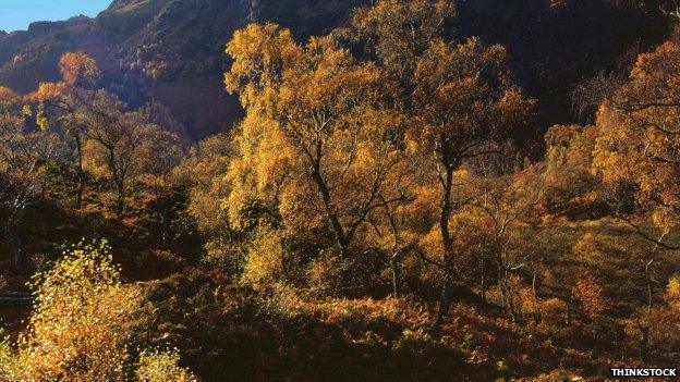 Great Trossachs Forest