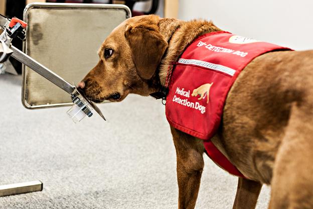 Rosie sniffing the carousel in the laboratory