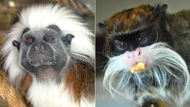 Cotton-top tamarin and emperor tamarin