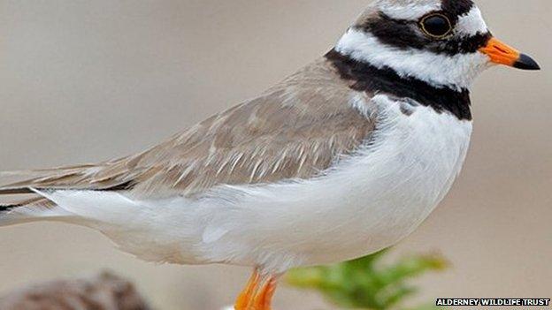 Ringed Plover