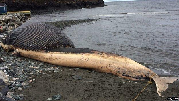 Whale washed up on beach.