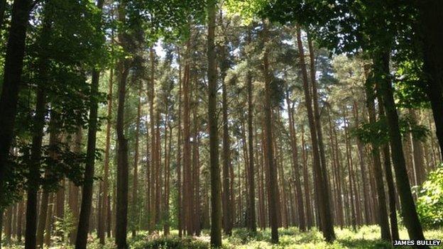 Forest canopy