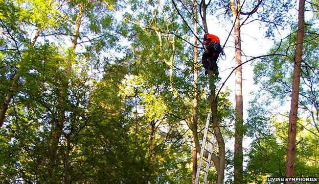 Speakers are installed in the forest canopy