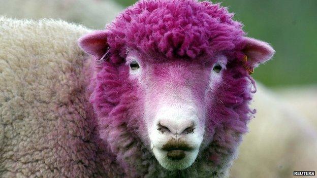 Sheep dyed pink