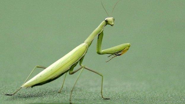 praying mantis