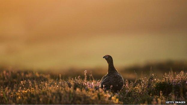 Red grouse