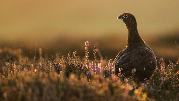 Red grouse