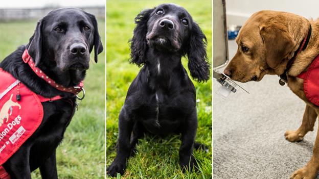 Three dogs in separate photos: One is a black Labrador, another a small black dog, and the final one a golden Labrador