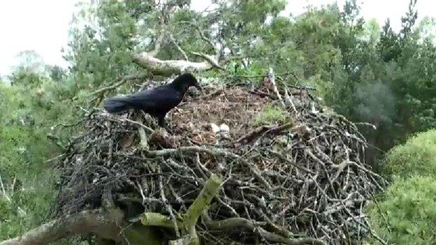 Crow on osprey nest