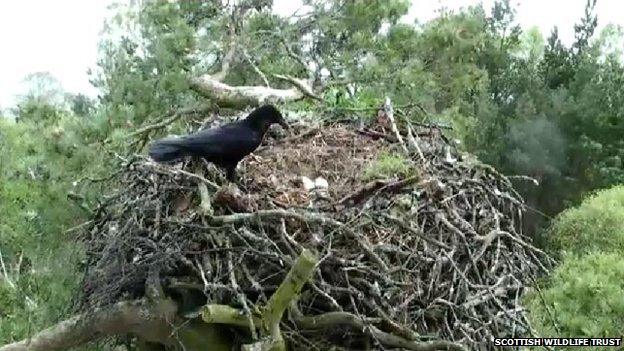 Crow on osprey nest