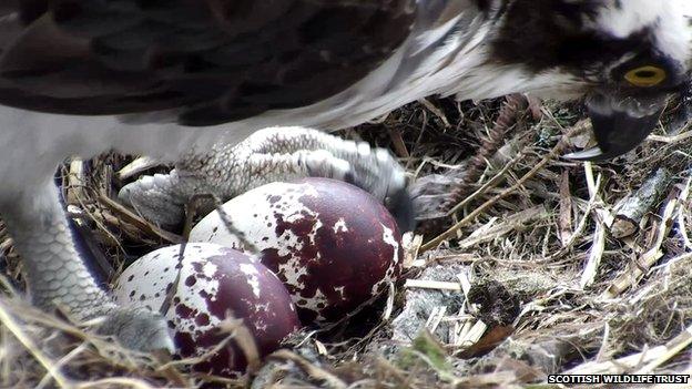 Lady with eggs