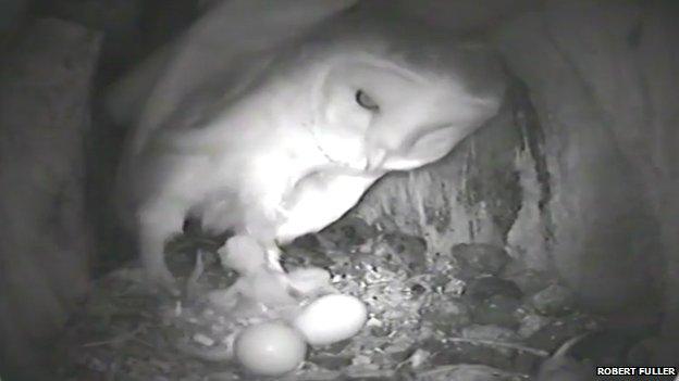 Barn owl hovering over eggs in a nest box