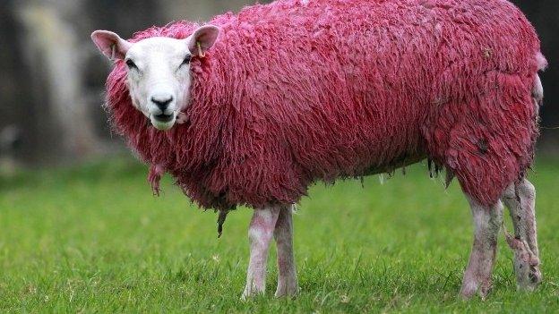 Some sheep in Ireland have been dyed pink to mark the start of the 2014 Giro d'Italia in Belfast