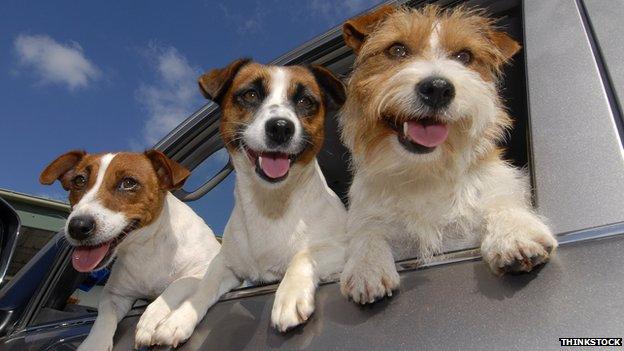 Jack Russell dogs leaning out of a car window