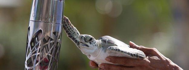 A turtle greets the baton in the Cayman Islands