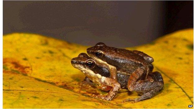 Dancing frog couple