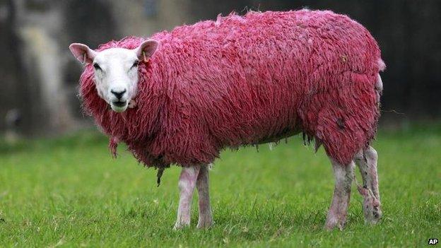 Pink sheep in Ballintoy, County Antrim